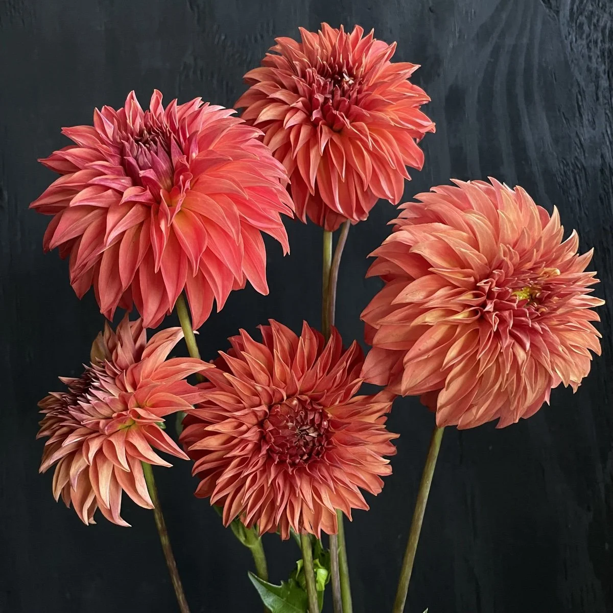 Lee's Lincoln Star Dahlia tuber for sale — GOLDENROD GARDENS
